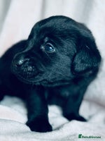 Labrador Retriever dogs - Advert 4