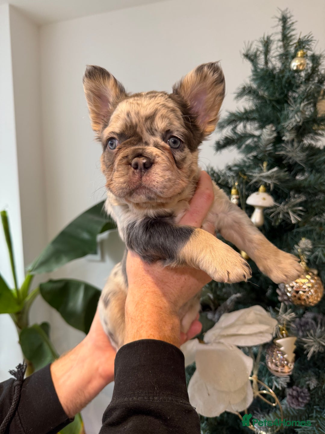 French Bulldog dogs for sale: 8weeks old Fluffy french bulldog puppies - Advert 20