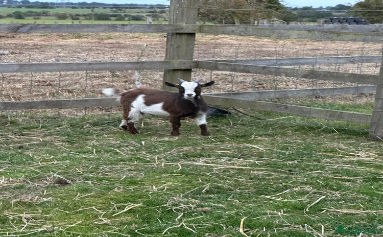 Goats livestock - Advert 1