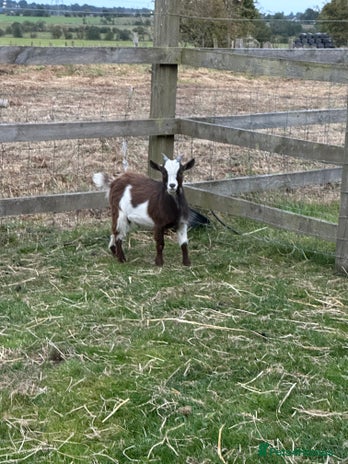 Goats livestock - Advert 1