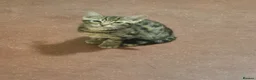 Mixed Breed cats for sale: Cute tabby kitten - Advert 19