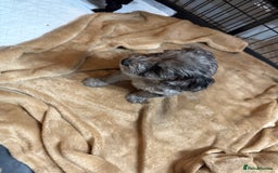 Cockapoo dogs for sale: Beautiful litter of f2 Cockapoo puppies  - Image 6