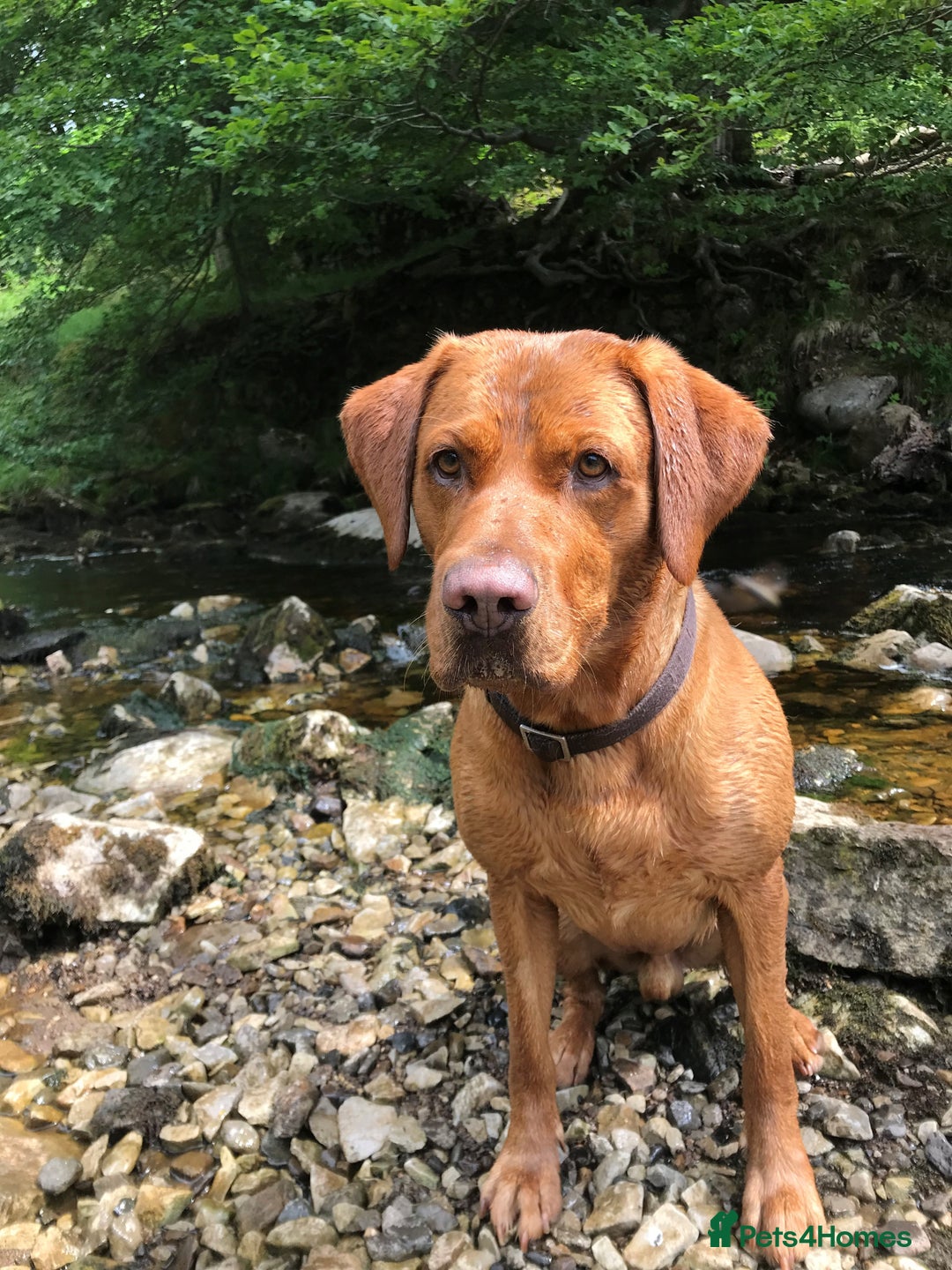 Labrador Retriever dogs for stud: Proven Fox Red Labrador for stud in Lewes - Image 1