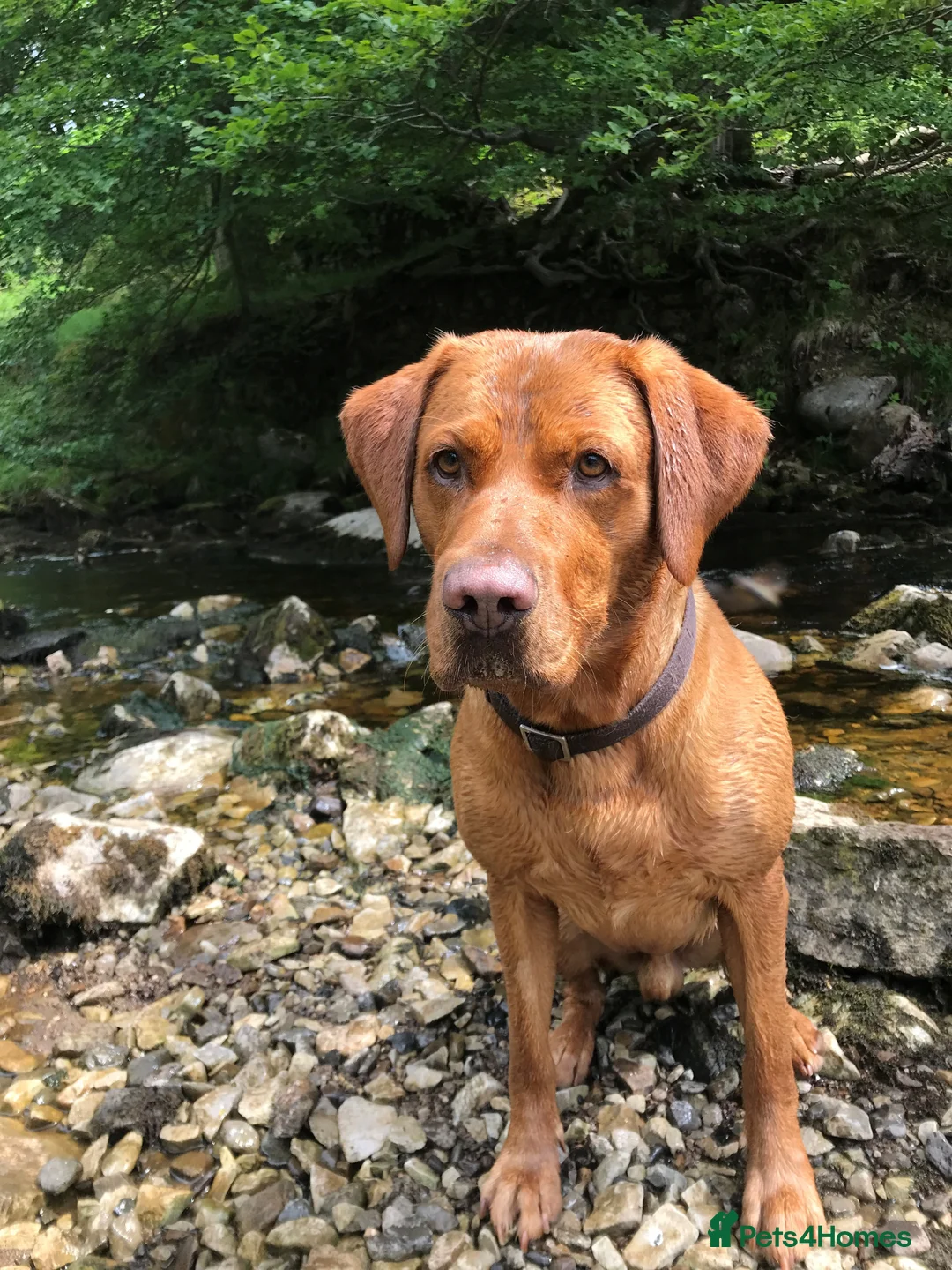 Labrador Retriever dogs for stud: Proven Fox Red Labrador for stud in Lewes - Advert 1