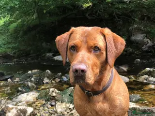 Labrador Retriever dogs Proven Fox Red Labrador for stud in Lewes - Advert 2