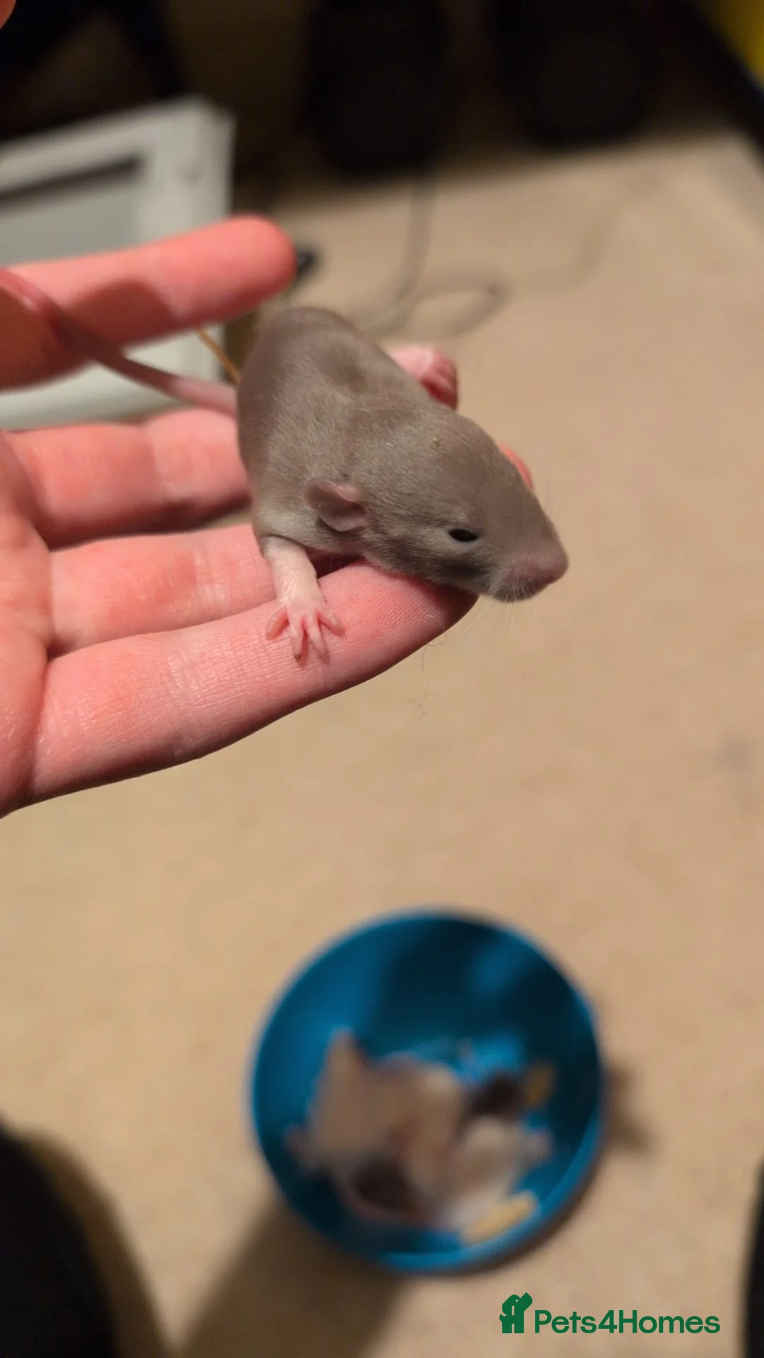 Rat rodents for sale: Multiple different Breeds, hand tame rats - Advert 6