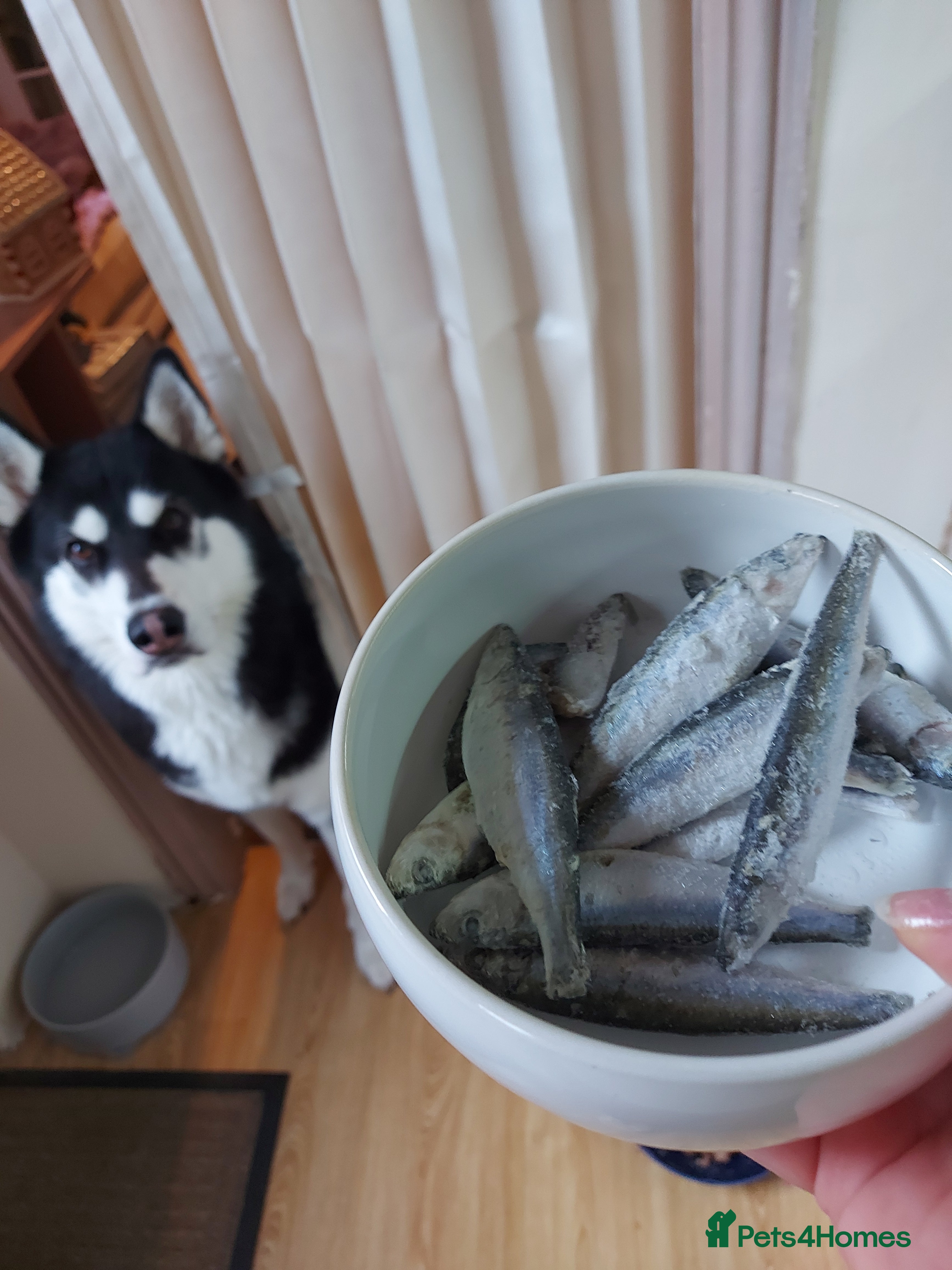 Siberian Husky dogs Shiloh, siberian husky for stud - Advert 1