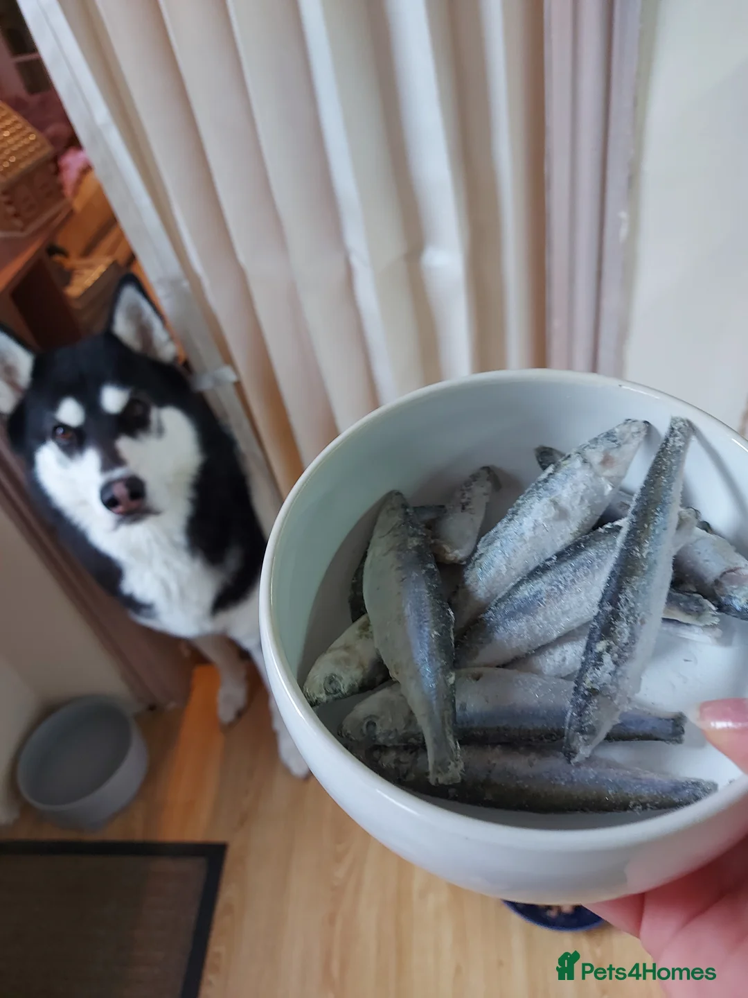 Siberian Husky dogs for stud: Shiloh, siberian husky for stud - Advert 1