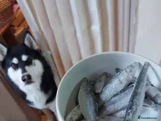 Siberian Husky dogs Shiloh, siberian husky for stud - Advert 1