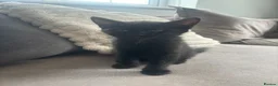 British Shorthair cats for sale: 🌟 fluffy British short hair mixed breed🌟  in Rainham - Advert 5