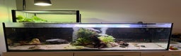 Turtle reptiles for sale: 240L tank & turtles for sale  - Advert 1
