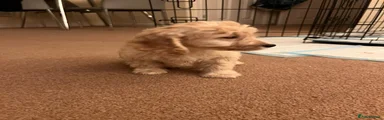 Cockapoo Puppy 2