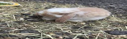 French Lop rabbits for sale: Beautiful French lop rabbits  - Advert 2