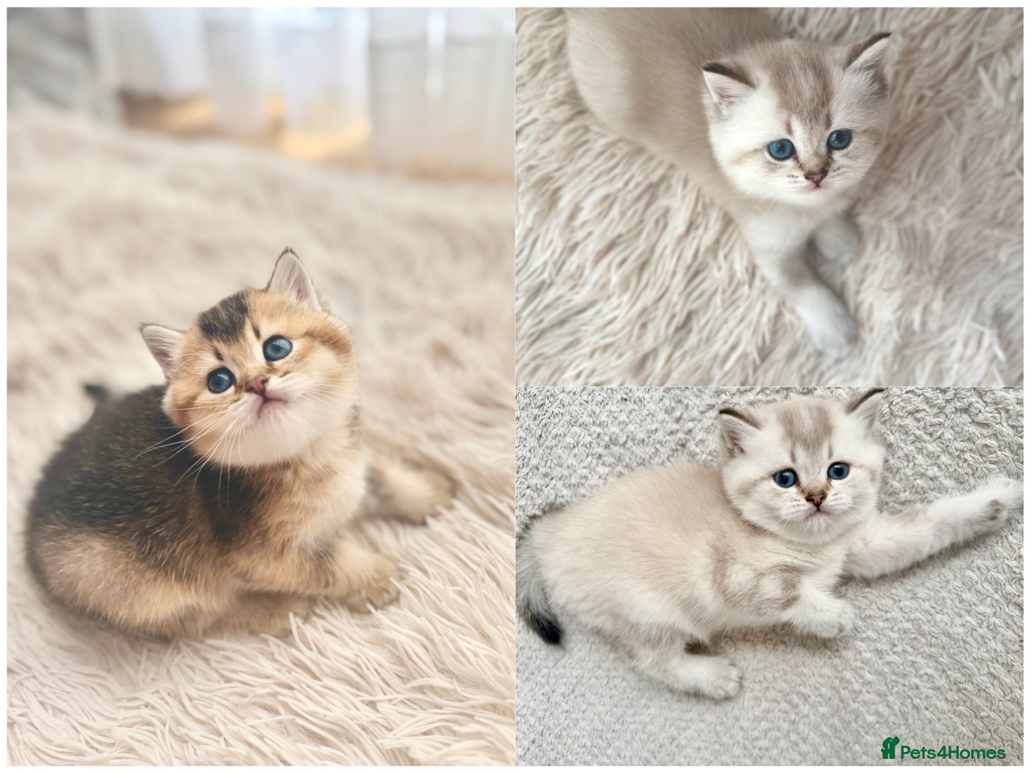 Scottish Fold cats Scottish Fold Kittens – Golden & Blue Eyed Babies - Advert 1