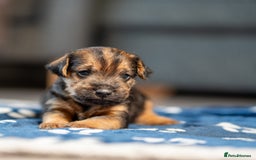 Mixed Breed dogs for sale: 6 Lakeland Cross Puppies for Sale - Image 8