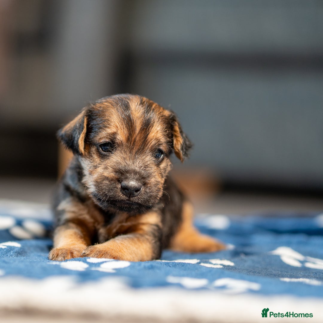 Mixed Breed dogs for sale: 6 Lakeland Cross Puppies for Sale - Image 8
