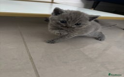 British Shorthair cats for sale: British short hair kittens  - Image 12