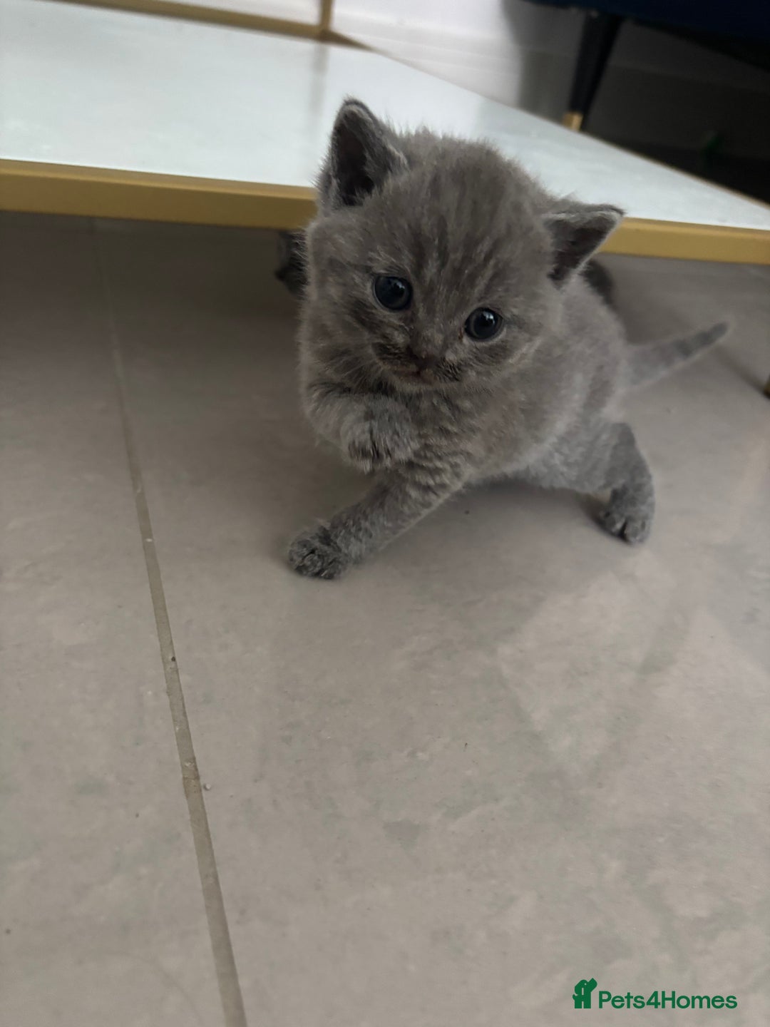 British Shorthair cats for sale: British short hair kittens  - Image 12
