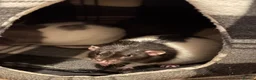 Rat rodents for sale: 4rats & full cage set up  - Advert 7
