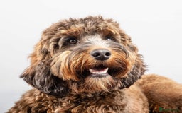 Cockapoo dogs for sale: CHAMPION COCKAPOO’S - WAITLIST - Image 3