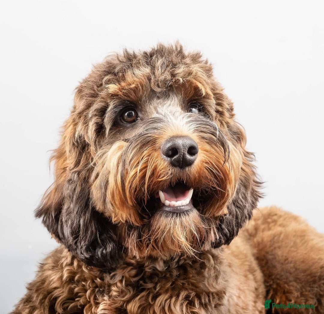 Cockapoo dogs for sale: CHAMPION COCKAPOO’S - WAITLIST - Image 3