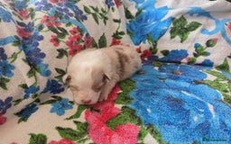 Australian Shepherd dogs for sale: Champion kc registerd pups - Image 11