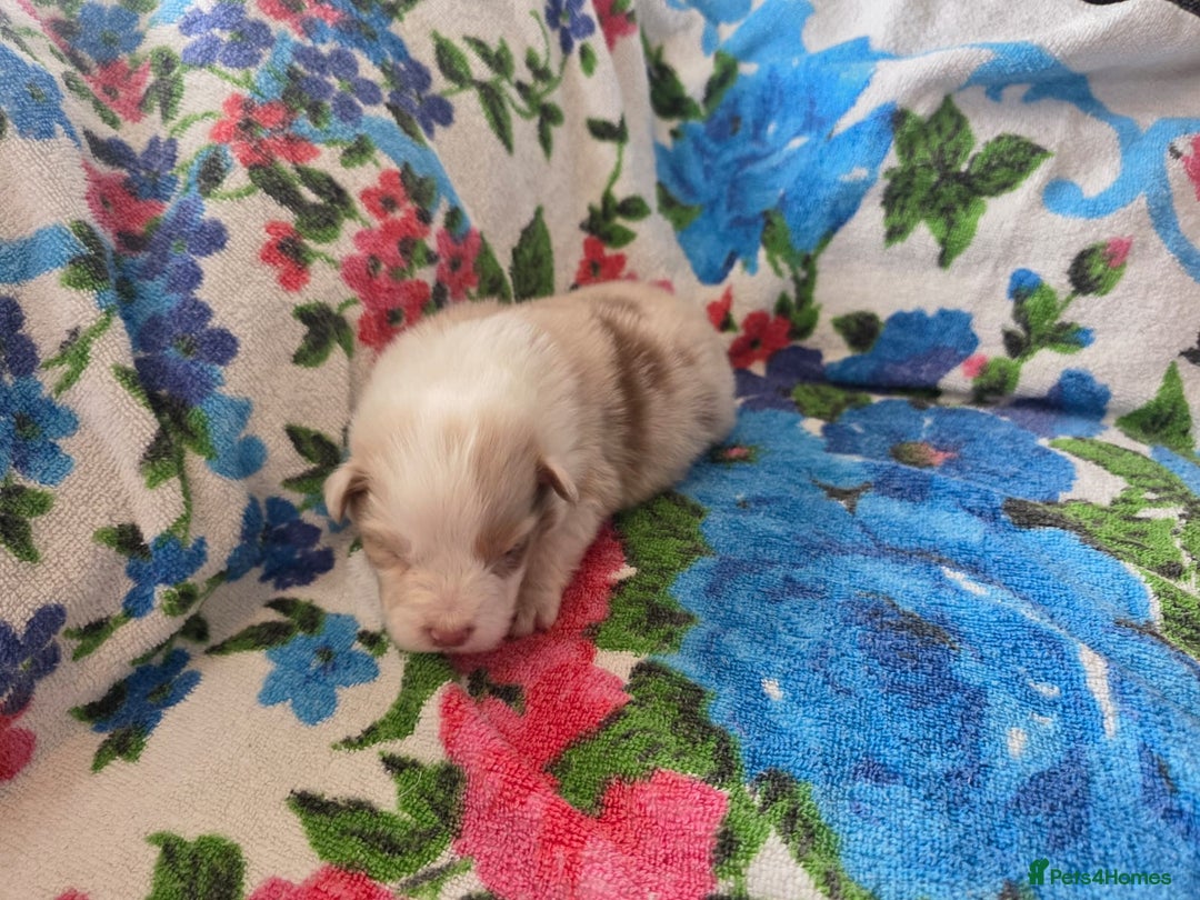 Australian Shepherd dogs for sale: Champion kc registerd pups - Image 11