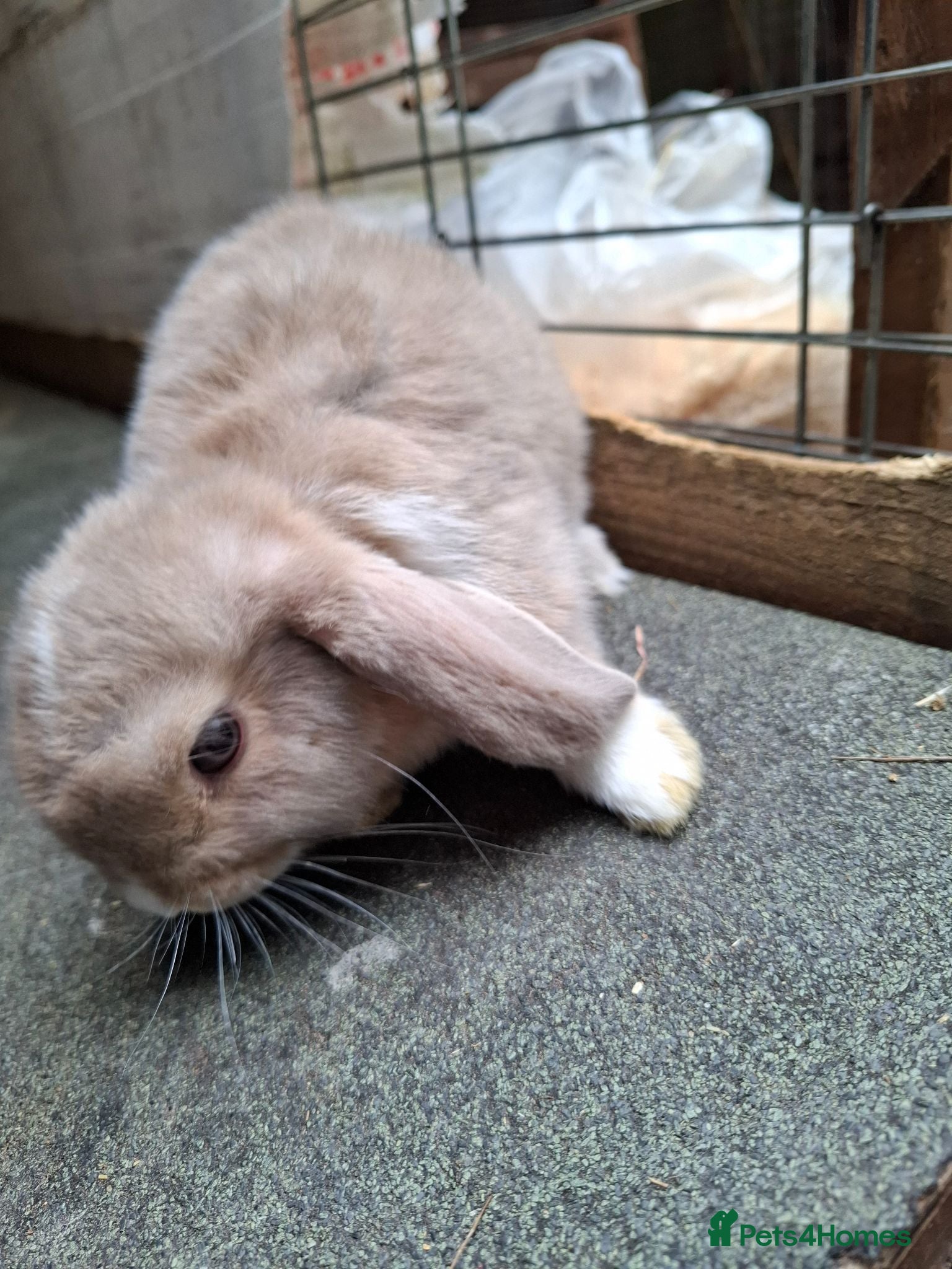 Mini Lop rabbits Mini Lops - Advert 2