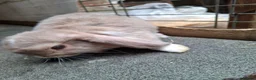 Mini Lop rabbits for sale: Mini Lops - Advert 2