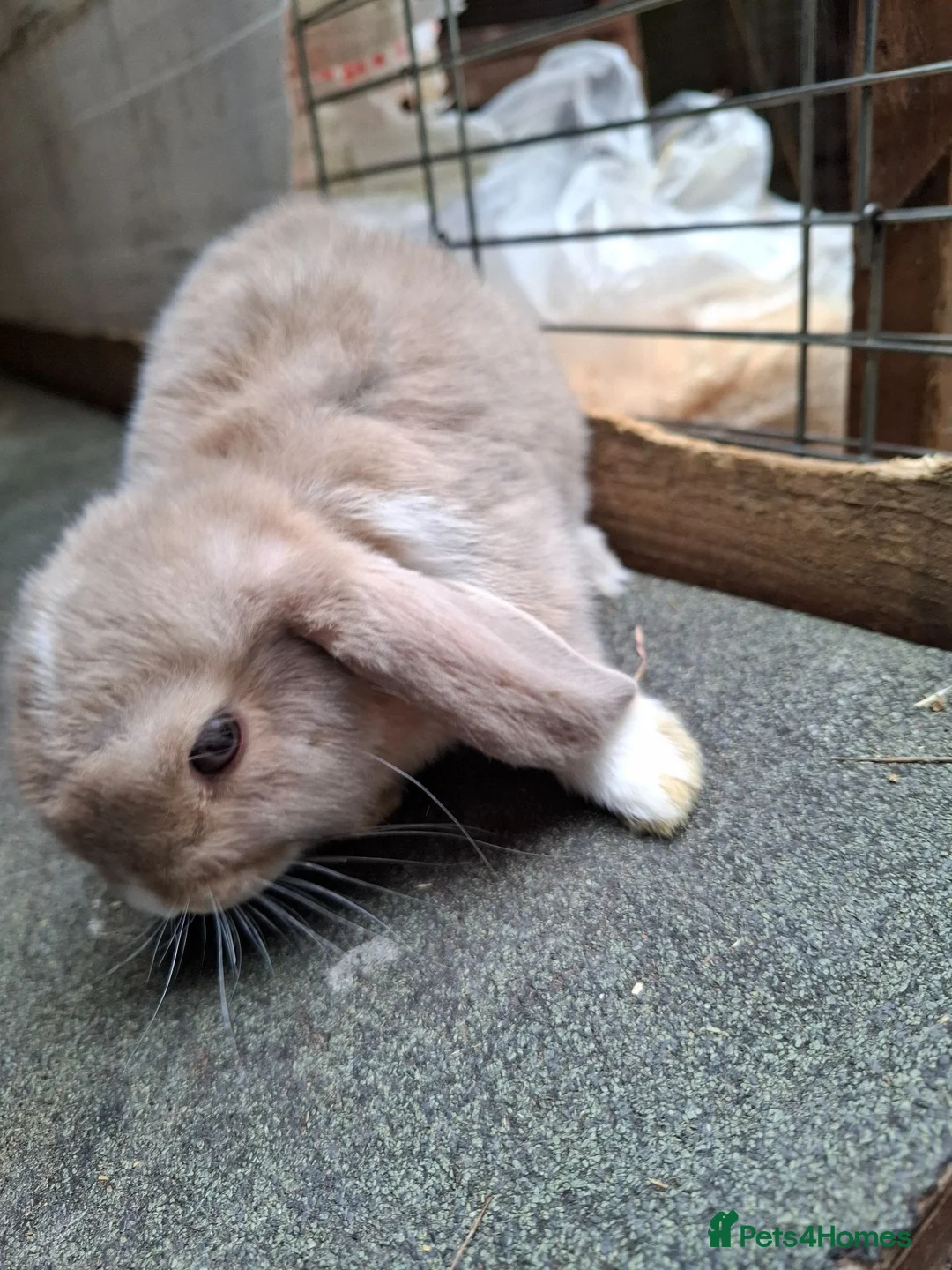 Mini Lop rabbits for sale: Mini Lops - Advert 2