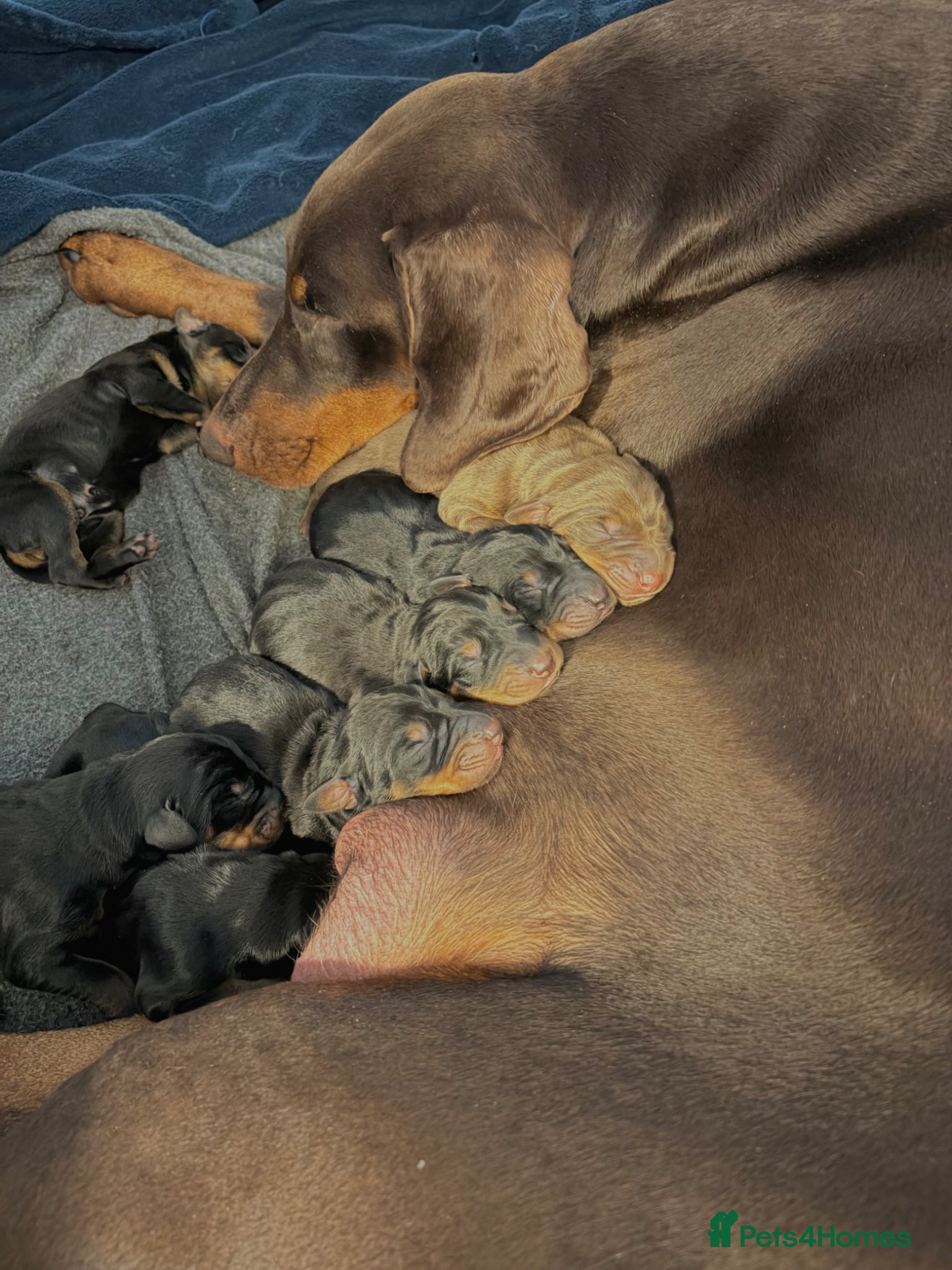 Dobermann dogs KC Registered Doberman Puppies | Health Tested 🐾 - Advert 2