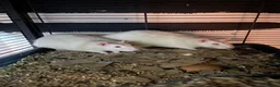 Rat rodents for sale: Rat pets - Advert 1