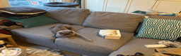 British Shorthair cats for sale: Playful British Shorthair - 2 years old in London - Advert 16