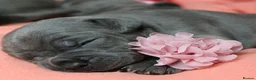Staffordshire Bull Terrier dogs for sale: 💚💚💚BLUE STAFFIES 💚💚💚 - Advert 7