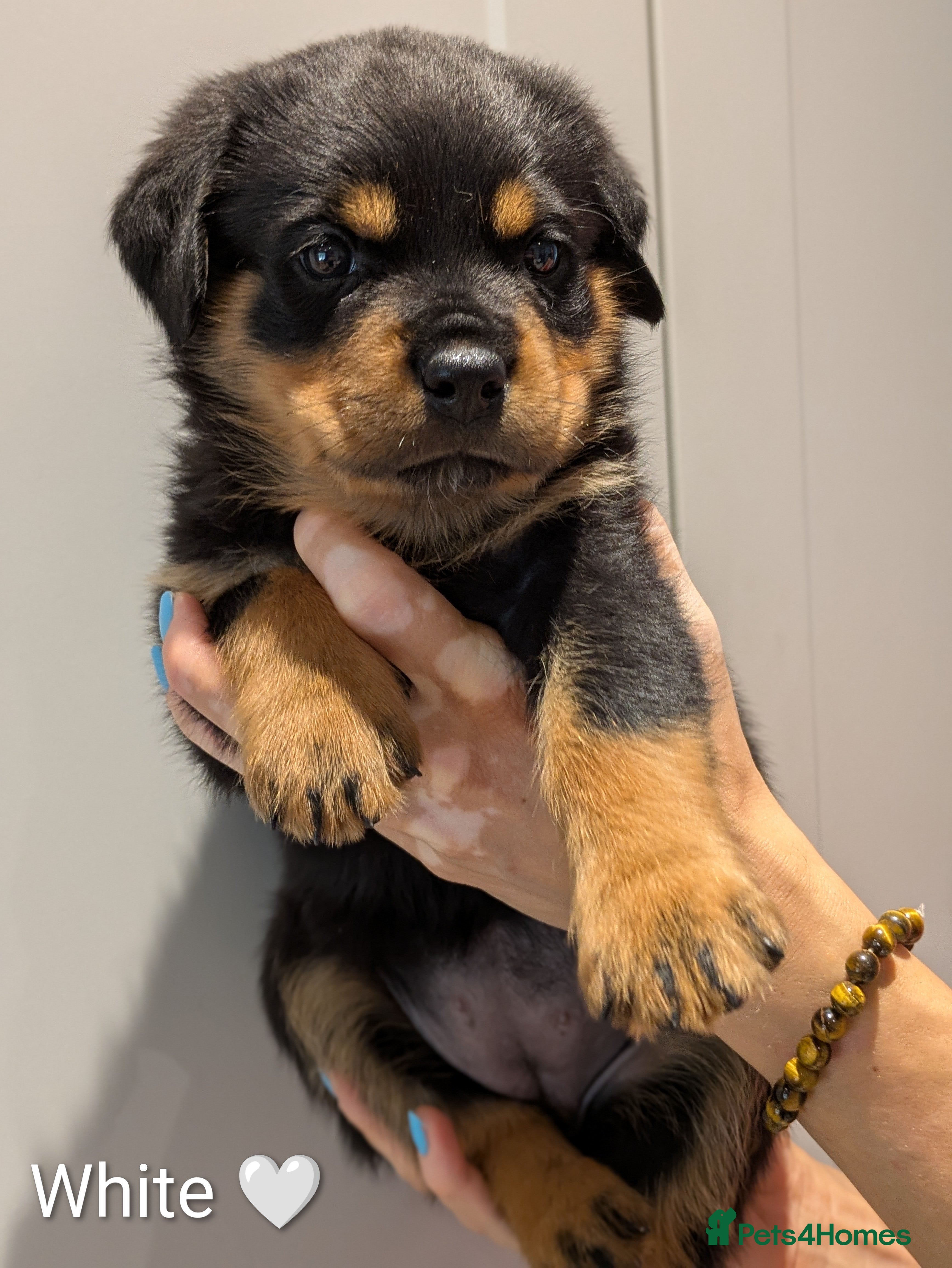 Rottweiler dogs KC Reg Rottweiler Puppies - Champion Bloodlines - Advert 2