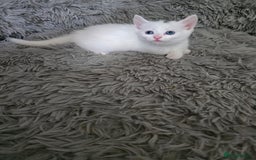 British Longhair cats for sale: 🐾 ADORABLE KITTENS FOR SALE 🐾 - Image 4
