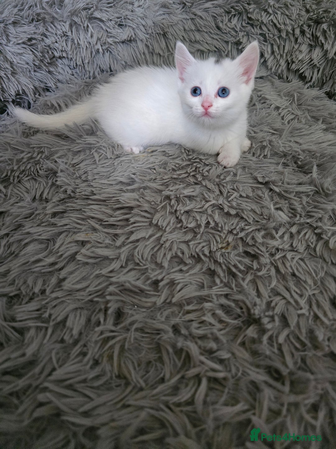 British Longhair cats for sale: 🐾 ADORABLE KITTENS FOR SALE 🐾 - Image 4