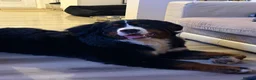 Bernese Mountain Dog dogs for sale: Bernese mountain dog  - Advert 3