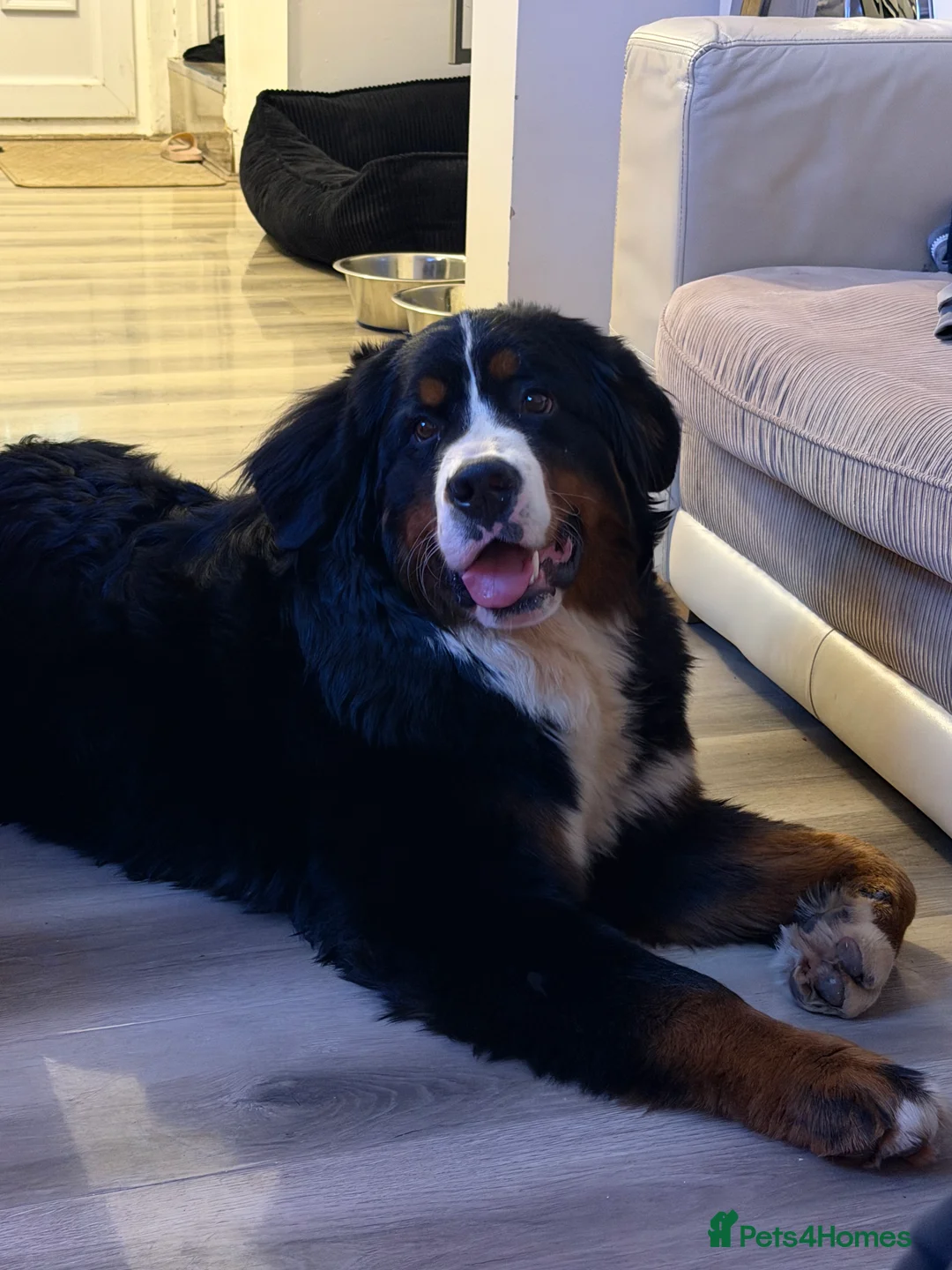 Bernese Mountain Dog dogs for sale: Bernese mountain dog  - Advert 3