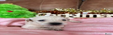 Cavapoo 1