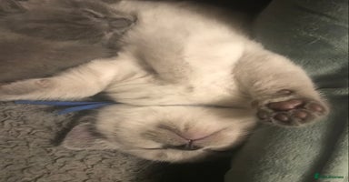 British Shorthair cats - Advert 10