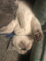 British Shorthair cats - Advert 5