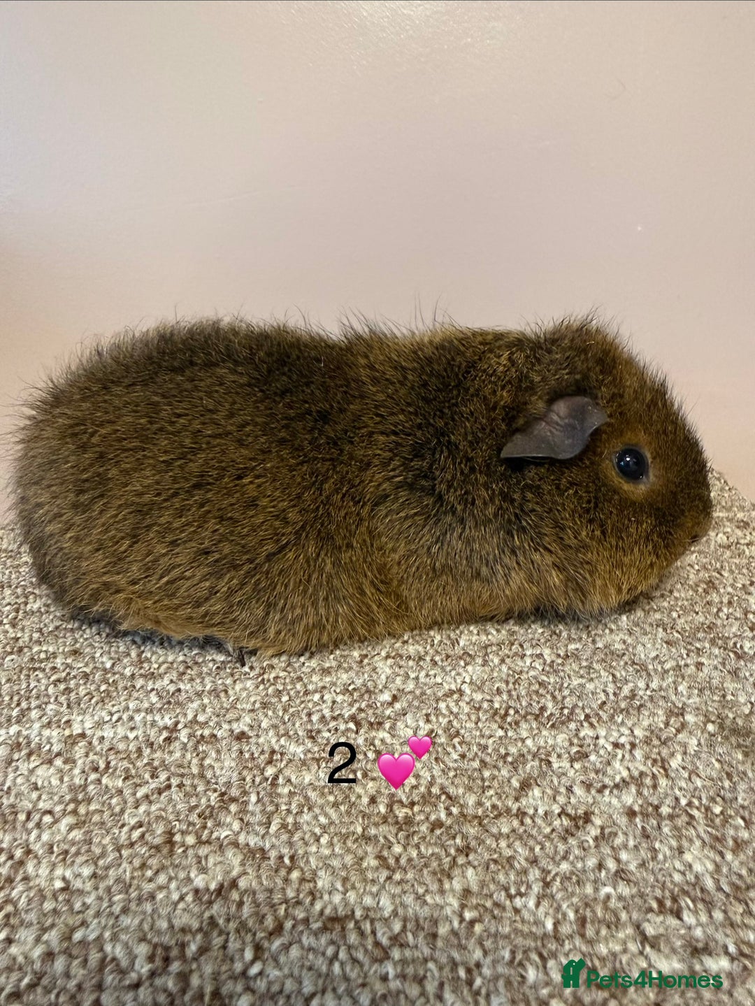 Guinea Pig rodents for sale: Rex & Teddy sows - Advert 3