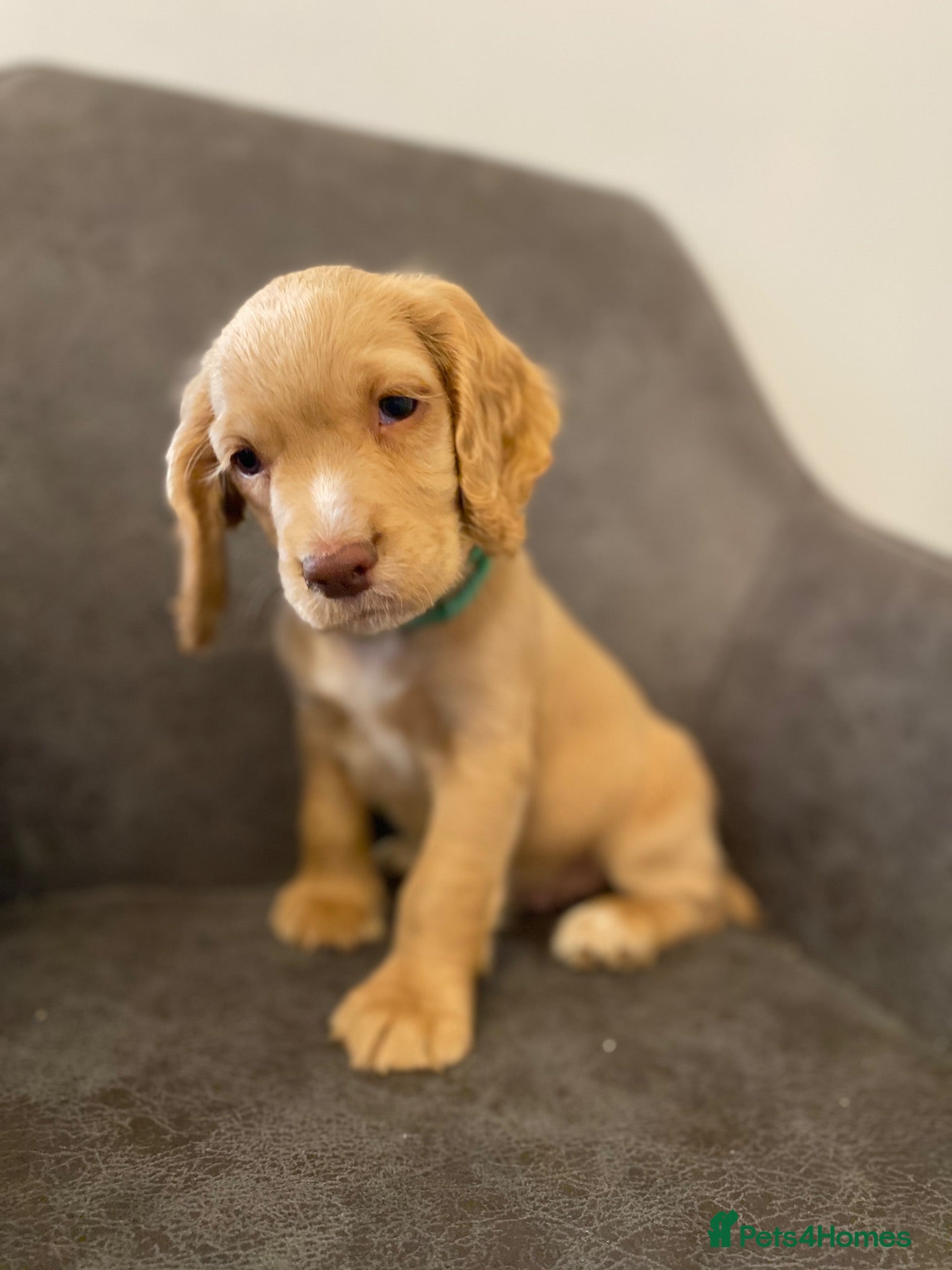 Cocker Spaniel dogs Beautiful KC Working Cocker Spaniel Puppies. - Advert 2