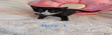 Boy1