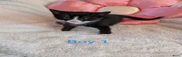 Mixed Breed cats for sale: Beautiful fluffy kittens for sale  - Advert 14