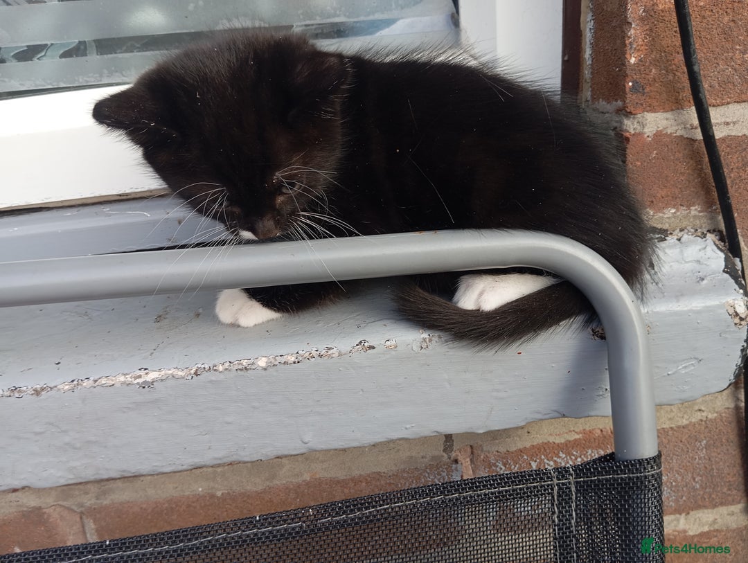 European cats for sale: Kitten  - Image 3
