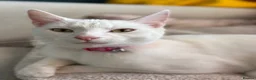 Mixed Breed cats for sale: Russian White x British Shorthair Male in Sutton Coldfield - Advert 3