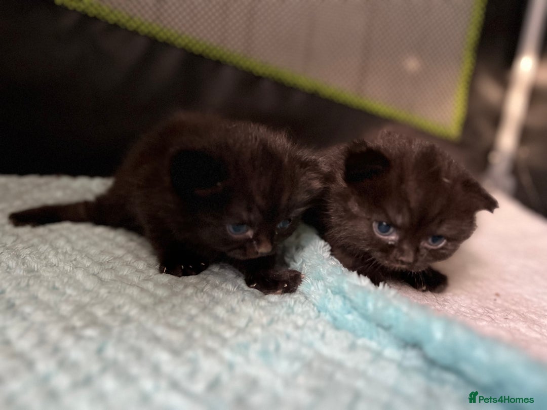 British Shorthair cats for sale: Two Diminutive Overlords Seeking Human Staff - Image 5