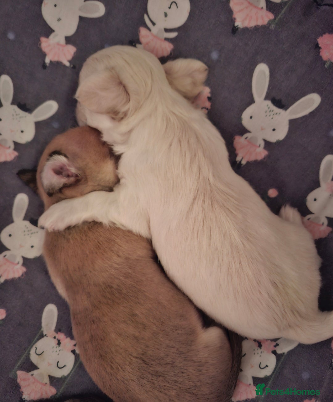 Chihuahua dogs for sale: Gorgeous Chihuahua puppies ❤️👑❤️ Bristol  - Advert 11